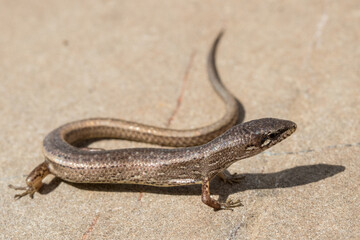 Weasel Skink basking on rock