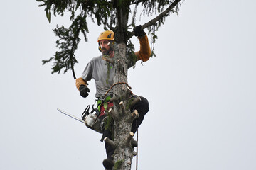 Tree trimmer with chainsaw and helmet, at top of tree
