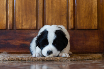 cachorros preciosos