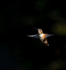 hummingbird in flight
