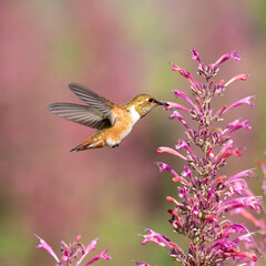 hummingbird on flower