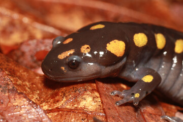 Close-up of the head of an adult spotted salamander (Ambystoma maculatum) showing bright yellow...