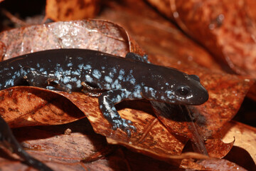 Adult blue-spotted salamander during the spring migration to the vernal pool. 