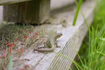 公園の木道にいた、ニホンカナヘビ