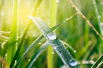 dew on grass