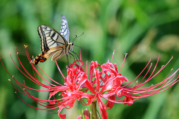 彼岸花とアゲハチョウ