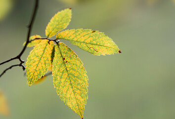 autumn elm leaves