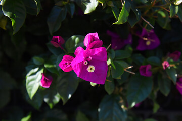 pink flowers in the garden