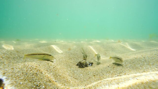 Underwater sea view and small swimming fishes around scrab