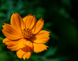 Brilliant Orange Cosmos Against a Dark Green Background