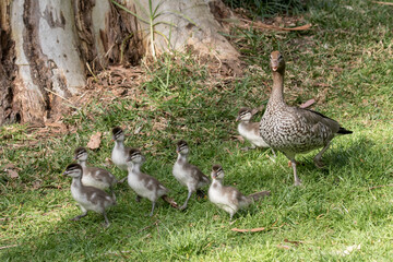 Female Australian Wood Duck with her ducklings