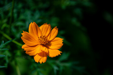 Macro of an Orange Cosmos Flower