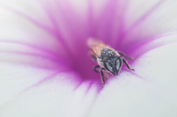 fly on pink flower