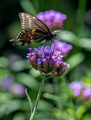 Macro of a Pipevine Swallowtail Butterfly on a Flower