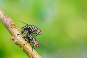 fly on leaf