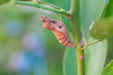 butterfly on leaf