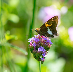 Silver Spotted Skipper Butterfly on a Flower