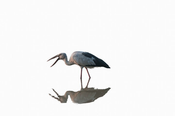great blue heron