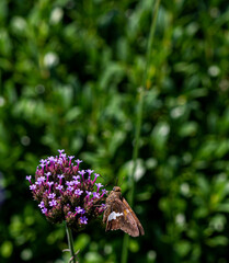 Macro of a Silver Spotted Skipper Butterfly on a Flower