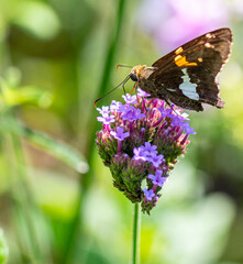 Orange, White and Brown on a Silver Spotted Skipper Foraging