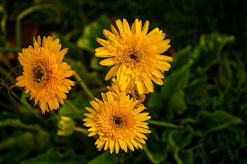 yellow dandelion flower