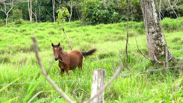 a horse whinnying while eating herbs in a pasture