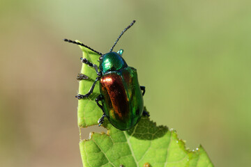 Shiny green and red metallic Dogbane Leaf Beetle. 