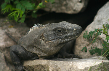 Close-up view of the head of a black spiny-tailed iguana resting among rocks in the Yucatan Peninsula, Mexico.