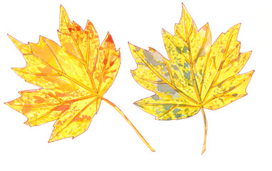 Fototapeta premium set of autumn watercolor maple leaves on a white background