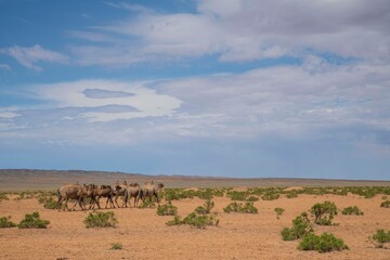 사막의 낙타