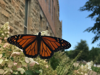 Monarch Butterfly with its wings open and blue sky behind it. 
