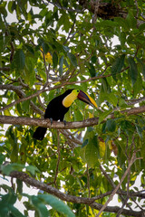 A Yellow-throated toucan in Manuel Antonio, Costa Rica © Paul Atkinson