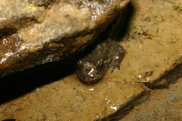 Peek-a-Boo: A northern dusky salamander sticks its head out from under a rock. 