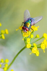 Green Bottle Fly