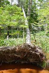 台風で木が倒れて根っこが見えているところ