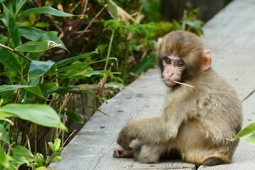 日本の可愛い猿