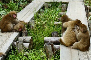 日本の可愛い猿