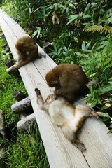 日本の可愛い猿