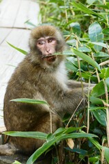 日本の可愛い猿
