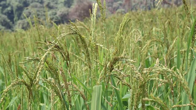 Wind blowing rice  on mountain in asia laos rural farming khmu and hmong ethnic group Video ful HD