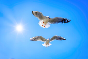 Two seagulls flying in front of the sun