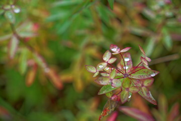 close-up of mountain plants in Japan