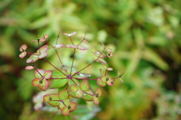 close-up of mountain plants in Japan