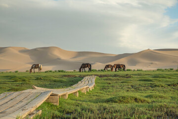 Obraz premium 모래 언덕과 초원의 말