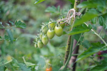 Red and green fresh tomatoes plants