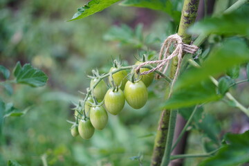 Red and green fresh tomatoes plants