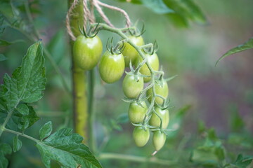 Red and green fresh tomatoes plants