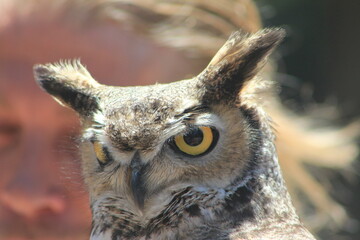 great horned owl