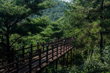 Boardwalk through treetops of lush woodland park