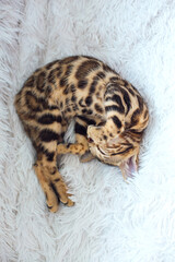 Little Bengal kitty laying on the white background.